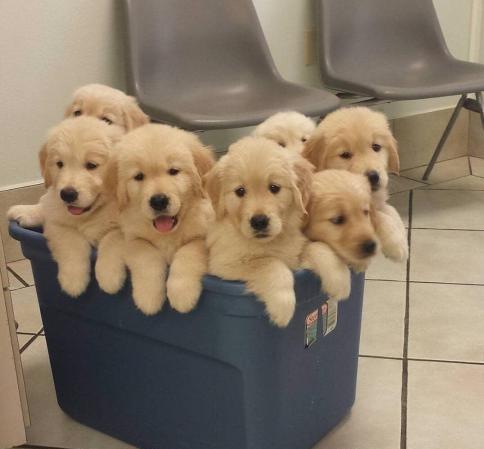 Lindos filhotes de golden retriever