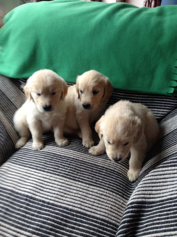 Filhotes de Golden Retriver machos e fêmeas