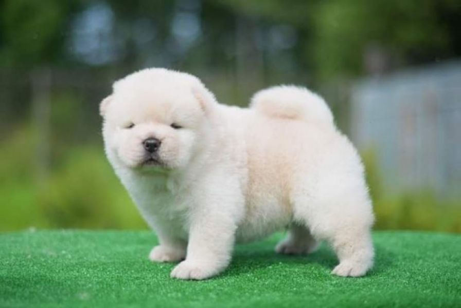 Chow Chow familiar, s/LOP , extremamente dócil . Possibilidade de entrega em TODO O PAIS.