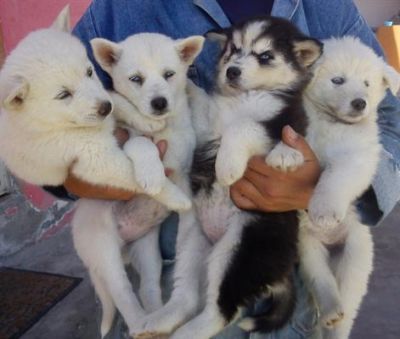 Filhotes de husky siberiano para adoção