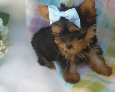 agradável olhando Yorkshire cachorrinho pronto para realojamento