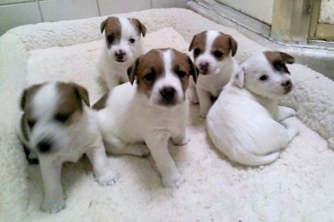 Charme Masculino e Feminino Jack Russell Filhotes 