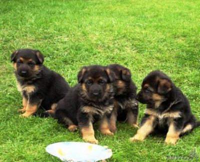 pastores alemaes de qualidade 