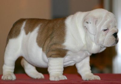 bulldog Inglês adorável para  adoção