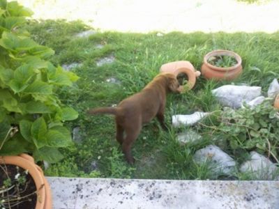 labradores entrega imediata -- exelentes 