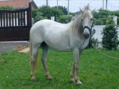 Aulas de Equitação - Vila Nova de Gaia 