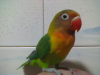 Caturras, Agapornis e Red Rumpeds