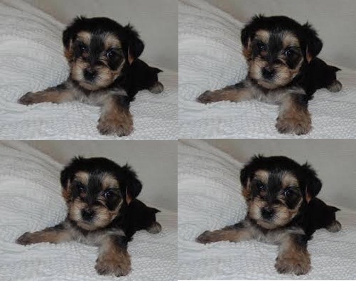 Filhotes de yorkshire terrier adorável para adoção