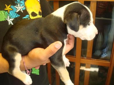 BeBês Pitbull preparado
