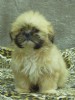 adorable masculino e feminino, bonito Lhasa Apso Filhotes 12 semanas de idade prontos para adopção