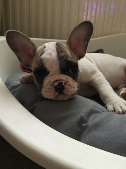 Filhotes de buldogue francês agora prontos 