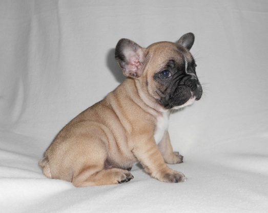 Filhotes de Bulldog francês 