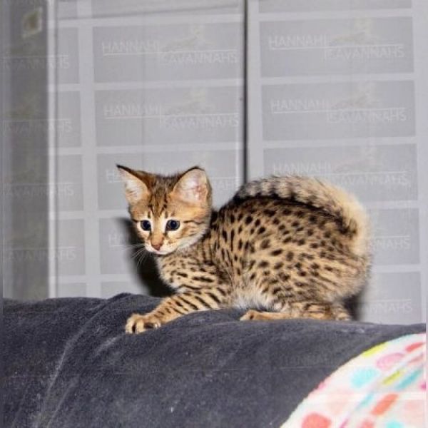 Savannah Kittens masculino e feminino prontos