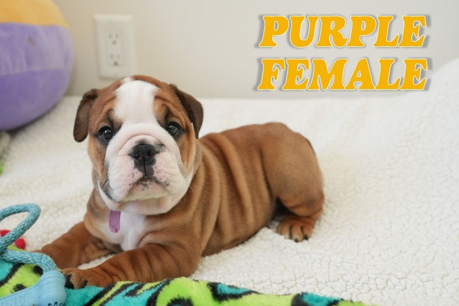 Filhotes de bulldog inglês excepcionais