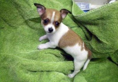 Chihuahua macho e fêmeas com LOP