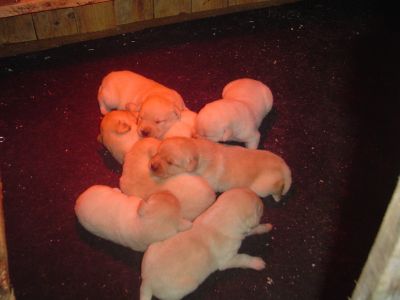 LABRADORES RETRIEVER AMARELOS