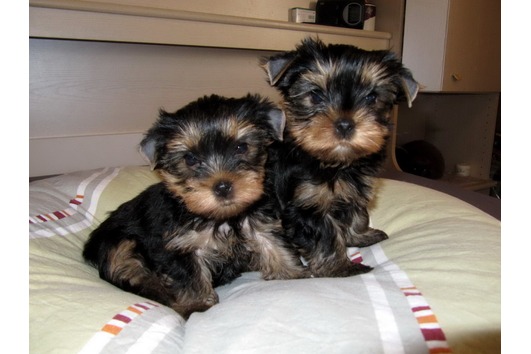 Filhotes de Yorkshire Registrados prontos para adoção