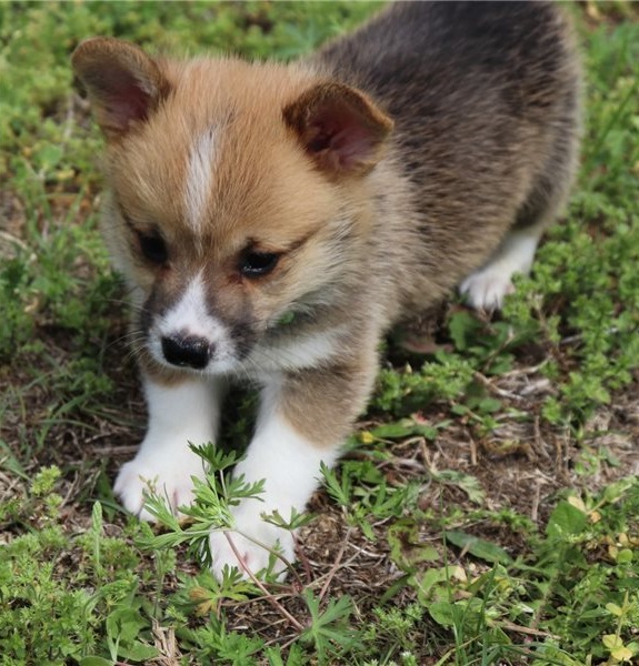 Filhotes de Pembroke Welsh Corgi 