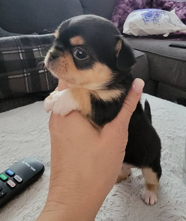 Vendo lindos filhotes de chihuahua