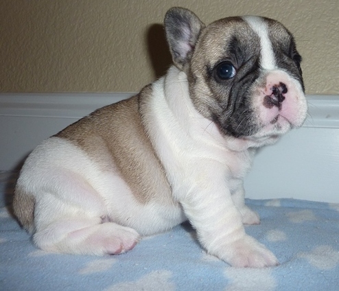 Filhotes de buldogue francês