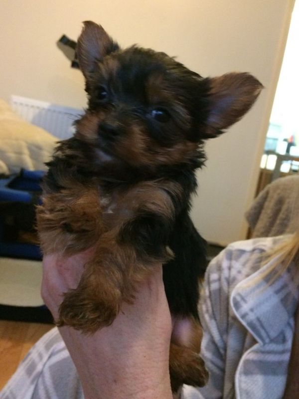 Vendo lindos filhotes de Yorkshire Mini Terrier 