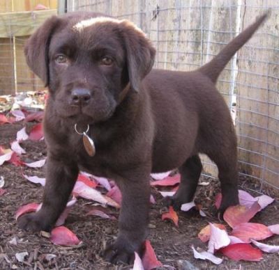 Filhotes de Labrador para uma família acolhedora