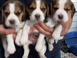Filhotes de Beagle bonitas