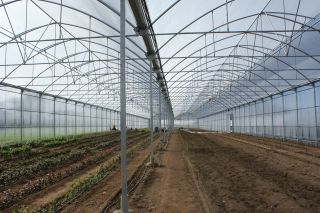 MIRTIBÉRICA – Plantas de Frutos Silvestres, Estufas Agrícolas/Garden Centers, Sistemas de Rega.