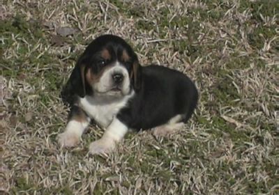 brincalhão e bonito filhotes Beagle para adoção livre contato para mais informações