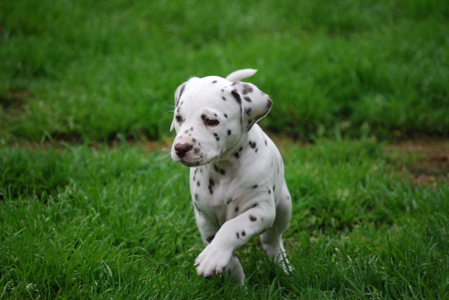 Impressionante Kc dálmatas filhotes disponíveis!