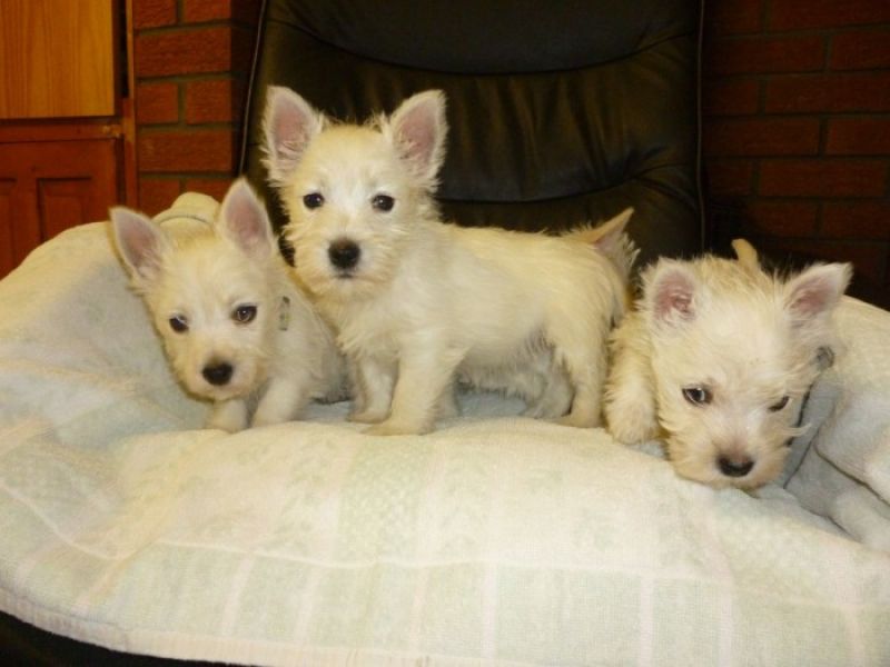 Filhotes de 12 semanas de idade e West Highland Terrier.