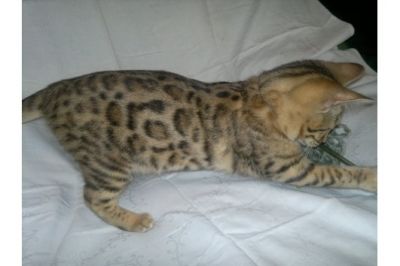 TICA Savannah, Serval, Ocelot e Bengala gatinhos disponíveis para venda