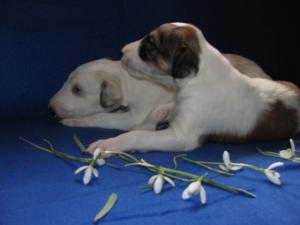 Filhotes de Borzoi para ex-massa do presente.....