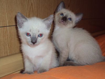 Lindos gatinhos siameses