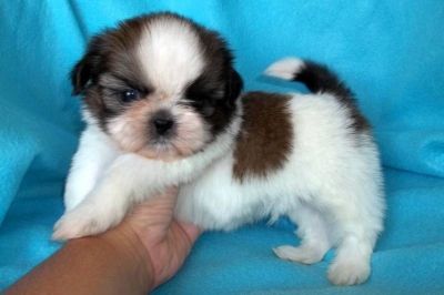 Adorável macho e fêmea de Shih Tzu filhotes para adoção agora