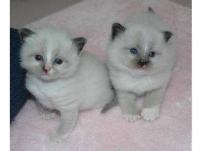 cute e adorável masculino e feminino adoráveis ​​gatinhos birman em busca de um novo lar