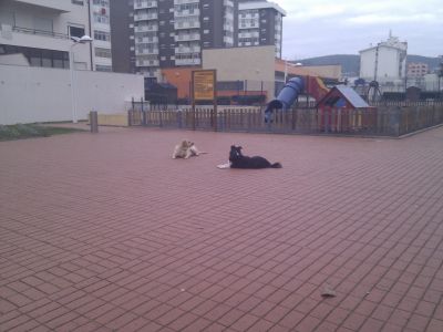 treino de cães Coimbra