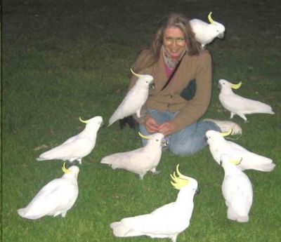 casa levantada papagaios cinzentos, araras, cacatuas, Amazonas e ovos férteis disponíveis