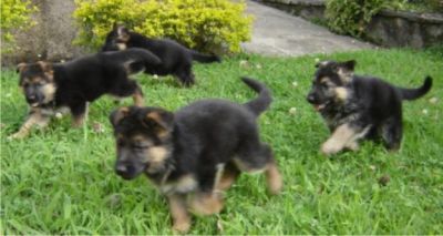 PASTOR ALEMAO DE QUALIDADE - 967888237