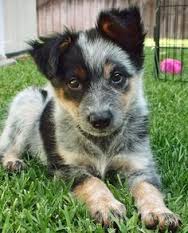 Australian Kelpie bobtail tricolor menina