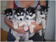 Belo AKC cachorrinhos Husky Siberiano prontos para ser seu para sempre.