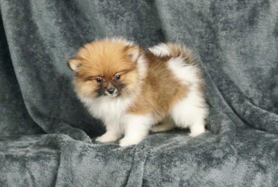 Filhotes da Pomerânia disponíveis