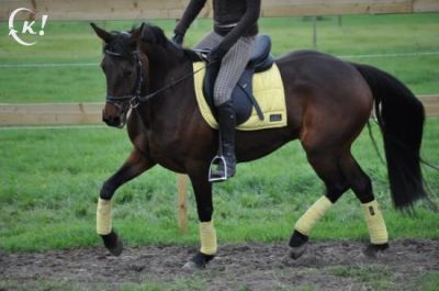 7 Year Friesian Ster lindo velha personalidade muito doce