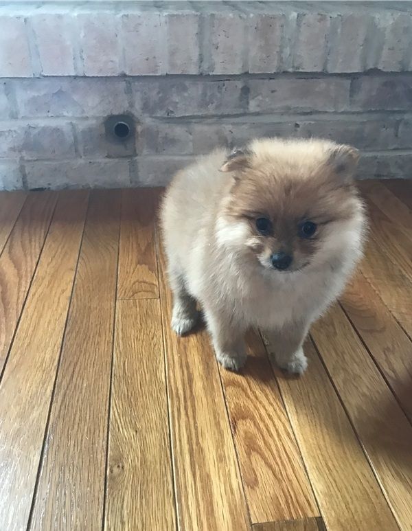 Filhotes de Pomerânia