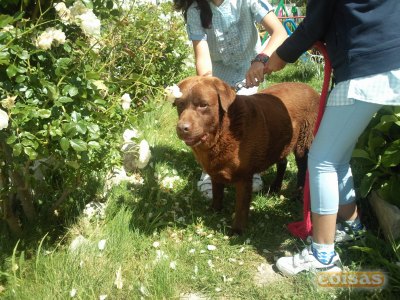 labradores puros com pediggre 