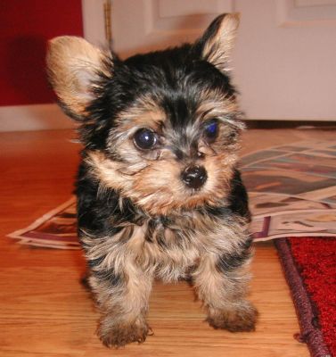 Yorkshire Terrier com LOP