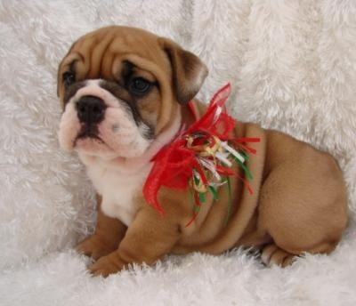 Regalo Bulldog Inglés cachorros para su aprobación