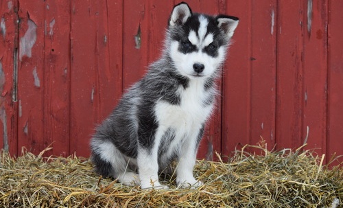 Filhotes husky siberianos para adoção