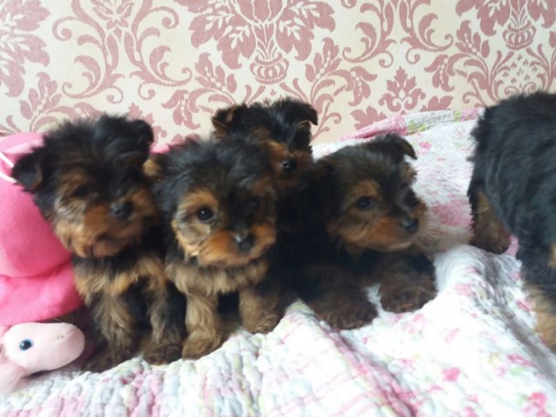 Vendo lindos filhotes de Yorkshire Mini Terrier