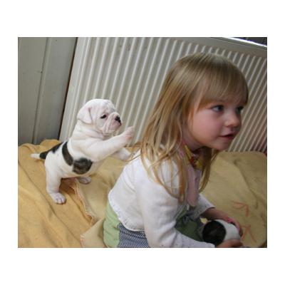 autêntico buldogue inglês